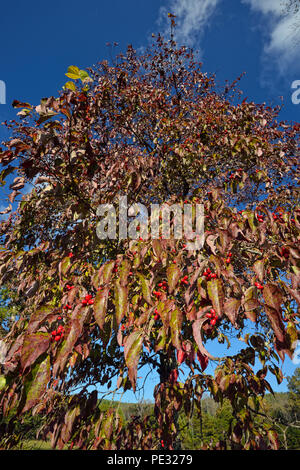 Blühende hartriegel Herbst Laub mit Obst, Great Smoky Mountains National Park, Tennessee, USA Stockfoto