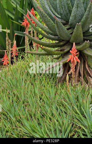 Quito botanischen Gärten - blühende Kakteen, Quito, Pichincha, Ecuador Stockfoto