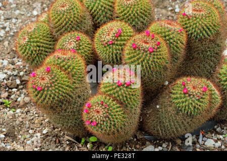 Quito botanischen Gärten - Blühende Kakteen (Mammillaria rhodantha), Quito, Pichincha, Ecuador Stockfoto