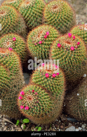 Quito botanischen Gärten - Blühende Kakteen (Mammillaria rhodantha), Quito, Pichincha, Ecuador Stockfoto