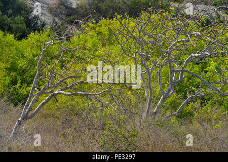 Palo Santo Bäume mit frischem Laub, Galapagos Islands National Park, Insel Floreana, Ecuador Stockfoto