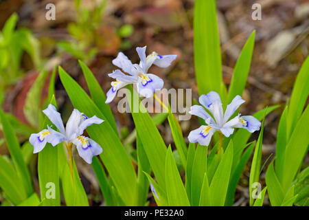 Crested Zwerg Iris (Iris cristata), Buffalo National River, Arkansas, USA Stockfoto