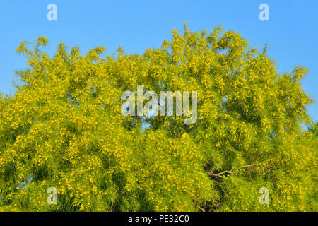 Retama Baum (Parkinsonia aculeata) in voller Blüte, Edinburgh malerische Feuchtgebiete, Texas, USA Stockfoto