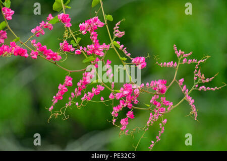 Coral Weinstock (Antigonon leptopus), eine invasive Arten, Quinta Mazatlan, McAllen, Texas, USA Stockfoto