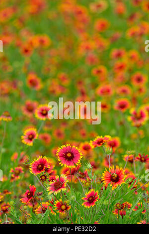 Hill Country Wildblumen, Johnson City, Texas, USA Stockfoto