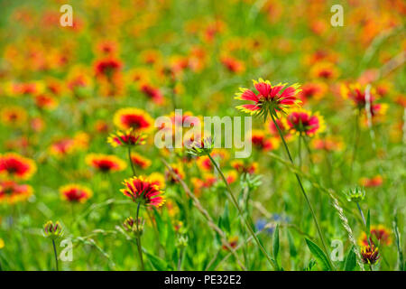 Am Straßenrand Wildblumen mit indischen Decke (Gaillardia pulchella), Johnson City, Texas, USA Stockfoto