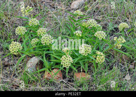 Antelope-Horns (Asclepias Asperula), Cypress Mill Road in der Nähe von Johnson City, Texas, USA Stockfoto