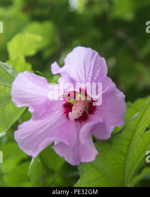 Eine Nahaufnahme von Hawaiian hibiscus Stockfoto