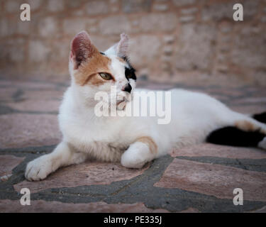 Eine weiße Katze am Boden in Chalki. Stockfoto