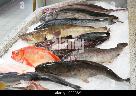 Rohe Nahrung Fisch auf Eis in einer fischtheke, Schaufenster Fischreihafen, Fischereihafen, Bremerhaven, Bremen, Deutschland, Europa ich Rohe Speisefische in Eis in Stockfoto