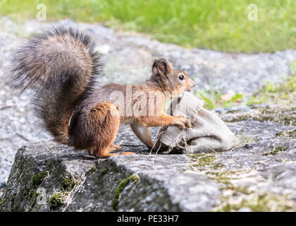 Neugierig Eichhörnchen mit flauschigen Schwanz sitzen auf großen grauen Stein in der Nähe von bag Sack mit Muttern Stockfoto