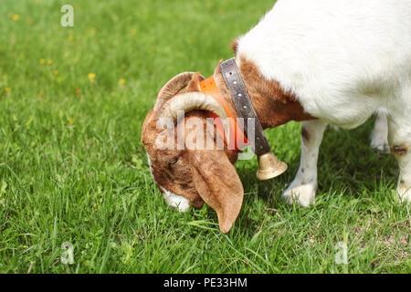 Anglo Nubier/Boer goat männlichen Beweidung auf Gras. Stockfoto