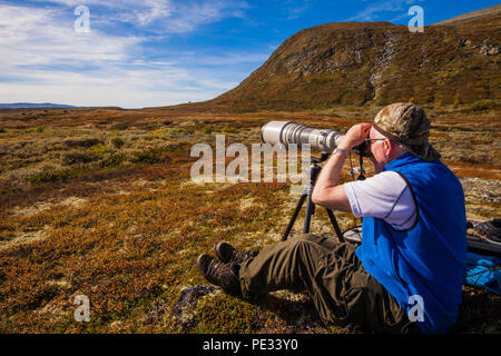 Naturfotograf mit großen Teleobjektiv im Dovrefjell Nationalpark, Norwegen. Im Hintergrund (links) ist eine Herde von muskoxen. Stockfoto