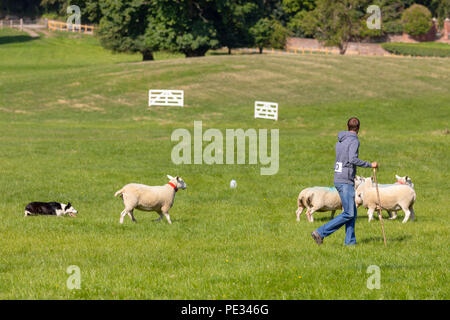 Eine männliche Hirten und Schafe Hund fahren Schafe entlang der Route an der Nationalen Schaf Hund Versuche in Nannerch, Flintshire gehalten Stockfoto