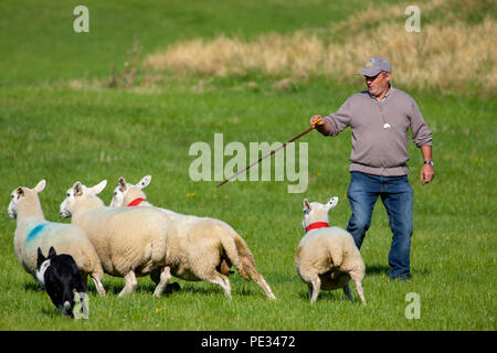 Eine männliche Hirten und Schafe Hund fahren Schafe entlang der Route an der Nationalen Schaf Hund Versuche in Nannerch, Flintshire gehalten Stockfoto