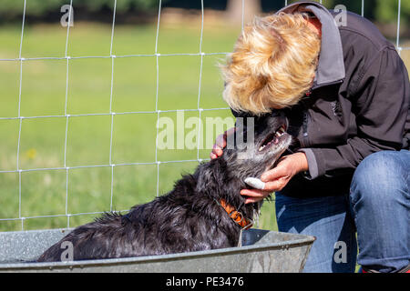 Eine Schäferin belohnen ihre Schafe Hund mit einem kühlen Bad nach konkurrieren auf dem nationalen Sheepdog Trials in Nannerch, Flintshire Stockfoto