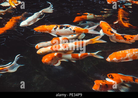 Abstrakte schwimmen Fische Japan Koi Karpfen (Cyprinus carpio) schöne Farbe Variationen als Hintergrundbild verwendet Stockfoto
