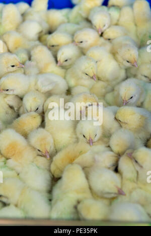 Stapel von 1-Tage alten Küken broiler auf Geflügel. Lancashire, UK. Stockfoto