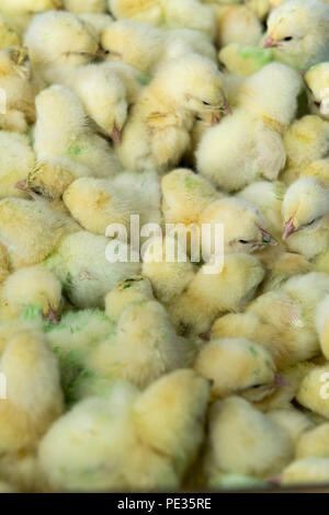 Stapel von 1-Tage alten Küken broiler auf Geflügel. Lancashire, UK. Stockfoto