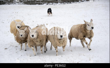 Border Collie Schäferhund arbeiten Herde von Schafen bei Schneewetter. North Yorkshire, UK. Stockfoto