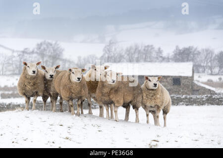 Texel Schafe warten im Schnee für Futtermittel, in der Nähe von Hawes, obere Wensleydale in den Yorkshire Dales. Stockfoto