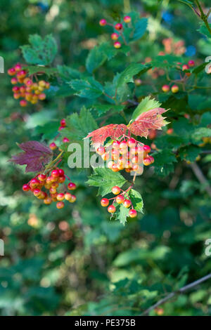 Gefüllte Schneeball Viburnum opulus Beeren Stockfoto