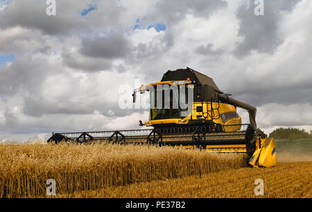 Moderne Maschinen Ernten ein Feld von Hafer auf einem hellen sonnigen Morgen im Sommer am 10. August 2018 in Beverley, Yorkshire, Großbritannien. Stockfoto