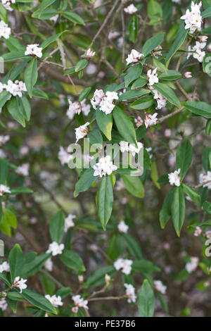 Die Daphne bholua pring Blumen Herald". Stockfoto