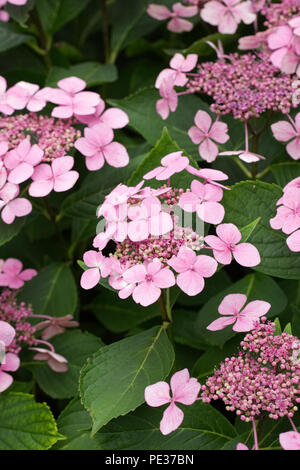 Hydrangea Macrophylla 'Veitchii' Blumen. Stockfoto