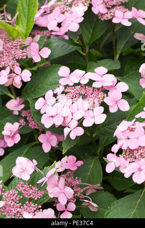 Hydrangea Macrophylla 'Veitchii' Blumen. Stockfoto