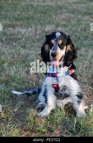 Bertie, meine Schöne tricolor Cocker Spaniel Stockfoto