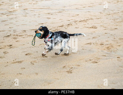 Eine schöne mehrfarbige Cocker Spaniel Welpen spielt auf einem goldenen Sandstrand an einem sonnigen Tag. Stockfoto