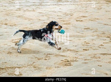 Eine schöne mehrfarbige Cocker Spaniel Welpen spielt auf einem goldenen Sandstrand an einem sonnigen Tag. Stockfoto