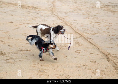 Eine schöne mehrfarbige Cocker Spaniel Welpen spielt auf einem goldenen Sandstrand an einem sonnigen Tag. Stockfoto