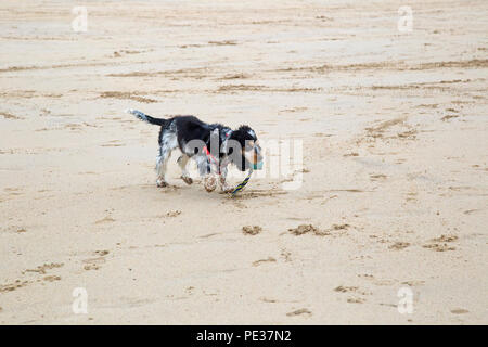 Eine schöne mehrfarbige Cocker Spaniel Welpen spielt auf einem goldenen Sandstrand an einem sonnigen Tag. Stockfoto