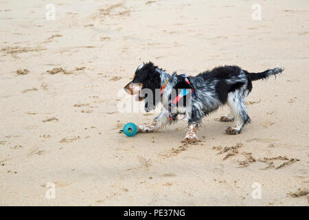 Eine schöne mehrfarbige Cocker Spaniel Welpen spielt auf einem goldenen Sandstrand an einem sonnigen Tag. Stockfoto