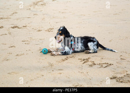 Eine schöne mehrfarbige Cocker Spaniel Welpen spielt auf einem goldenen Sandstrand an einem sonnigen Tag. Stockfoto