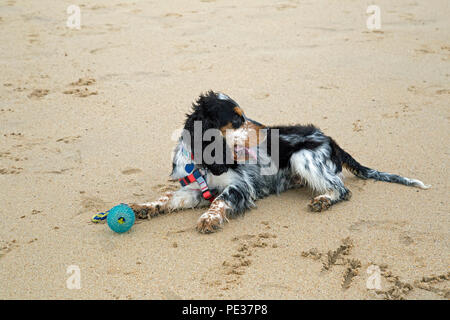 Eine schöne mehrfarbige Cocker Spaniel Welpen spielt auf einem goldenen Sandstrand an einem sonnigen Tag. Stockfoto