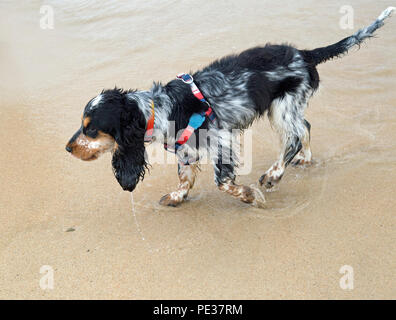 Eine schöne mehrfarbige Cocker Spaniel Welpen spielt auf einem goldenen Sandstrand an einem sonnigen Tag. Stockfoto