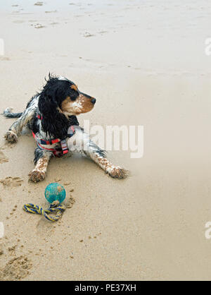 Eine schöne mehrfarbige Cocker Spaniel Welpen spielt auf einem goldenen Sandstrand an einem sonnigen Tag. Stockfoto