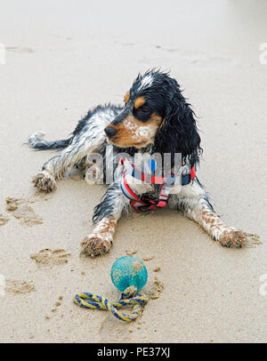 Eine schöne mehrfarbige Cocker Spaniel Welpen spielt auf einem goldenen Sandstrand an einem sonnigen Tag. Stockfoto