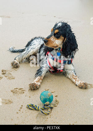 Eine schöne mehrfarbige Cocker Spaniel Welpen spielt auf einem goldenen Sandstrand an einem sonnigen Tag. Stockfoto