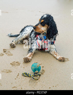 Eine schöne mehrfarbige Cocker Spaniel Welpen spielt auf einem goldenen Sandstrand an einem sonnigen Tag. Stockfoto