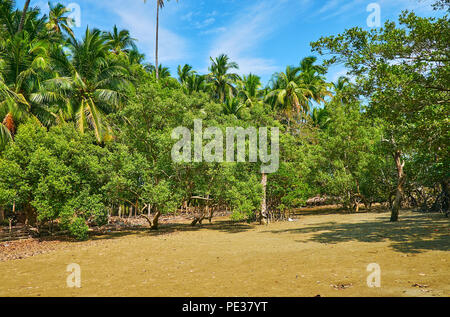 Die malerische Mangrovenwald mit kleinen Bäumen und großen Palmen im Hintergrund, Ngwesaung, Myanmar. Stockfoto