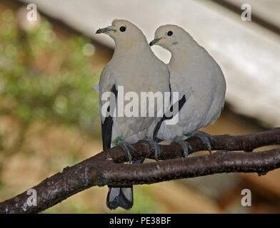 Pied Imperial Tauben (Ducula bicolor) Stockfoto