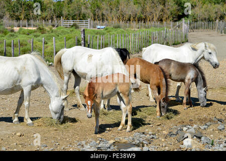Berühmte Pferde und Fohlen der Camargue in Frankreich Stockfoto