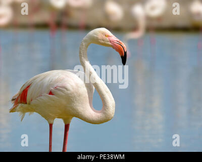 Nahaufnahme des Flamingo (Phoenicopterus ruber) in Wasser aus gesehen, in der Camargue ist ein natürlicher Region südlich von Arles, Frankreich, zwischen der Stockfoto