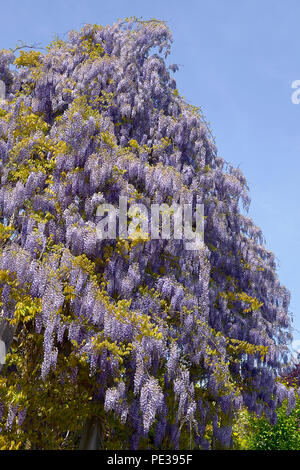 Blue Wisteria sinensis Blumen auf blauen Himmel Hintergrund Stockfoto