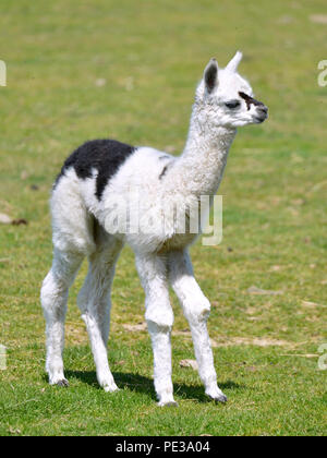 Junge weiße und schwarze Alpaka (Vicugna pacos) stehen auf Gras Stockfoto