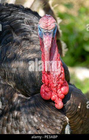 Porträt der männlichen Türkei (Meleagris) von vorne gesehen Stockfoto